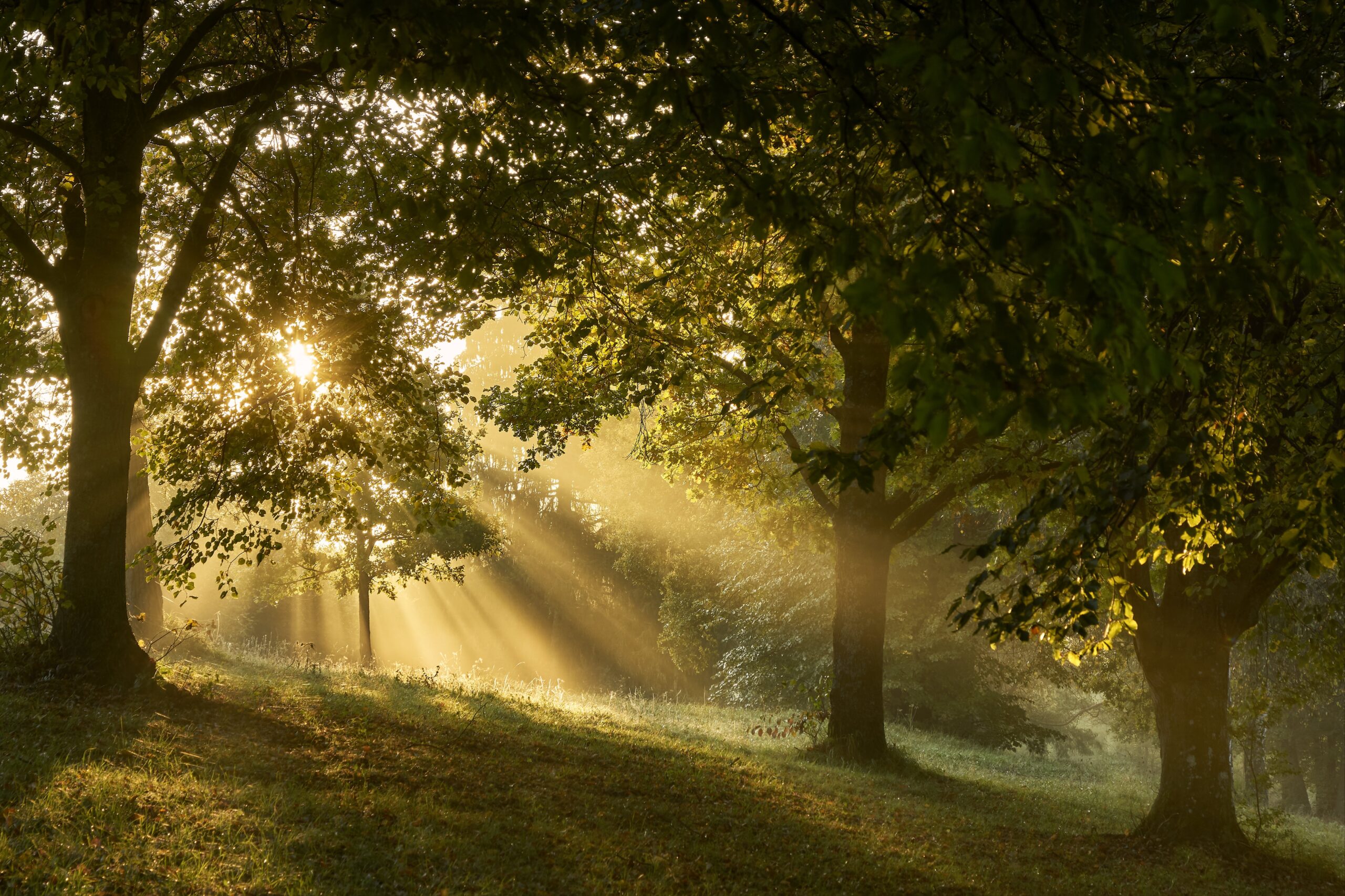 nordseher-forest-3776796